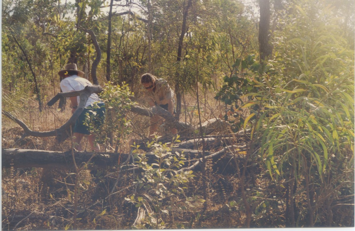 GatheringFirewood