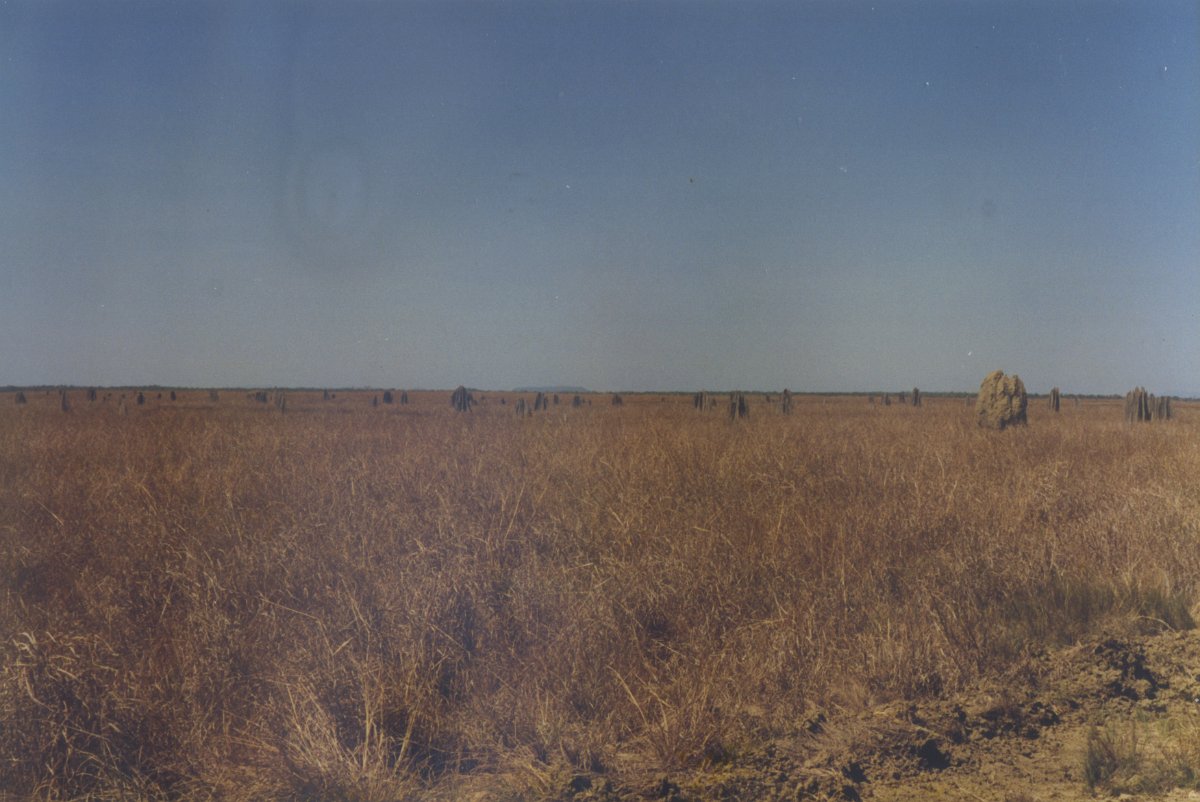 LakefieldTermites