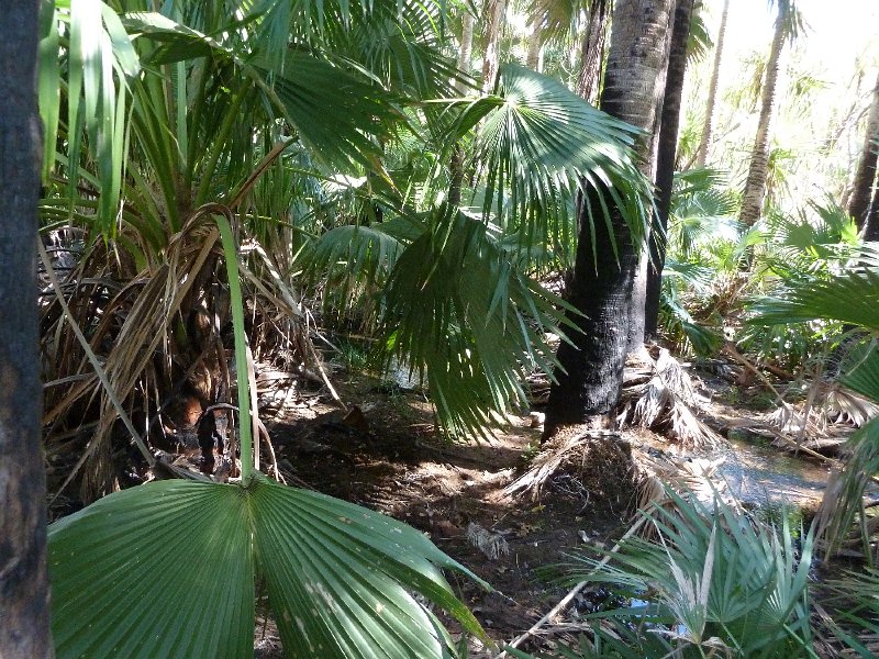 P1050240.JPG - Zebedee Springs