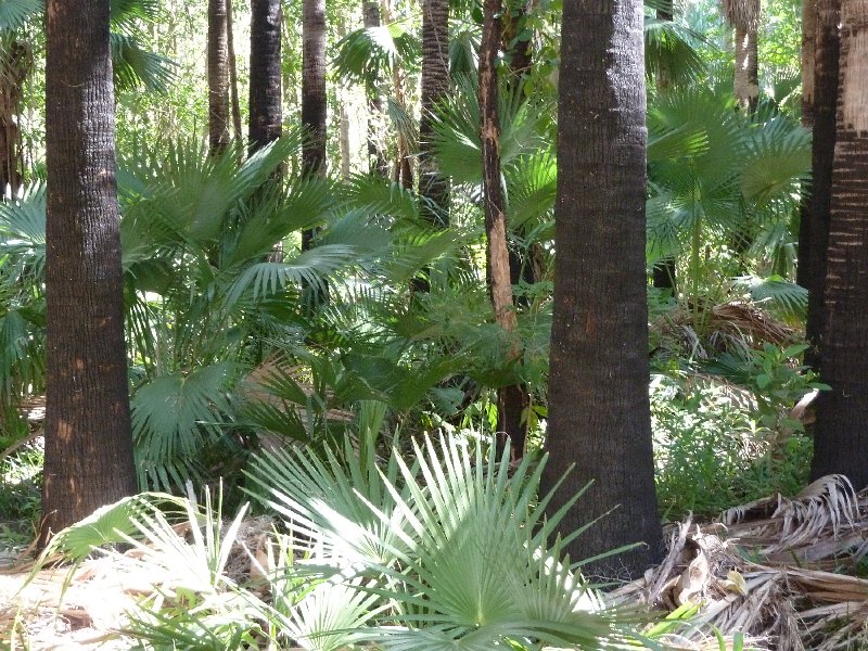 P1050243.JPG - Zebedee Springs