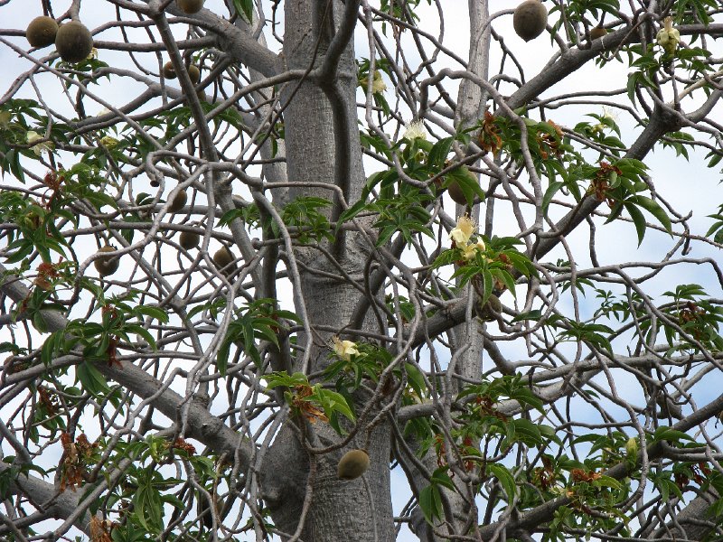 IMG_3239.JPG - Kununurra, boab tree