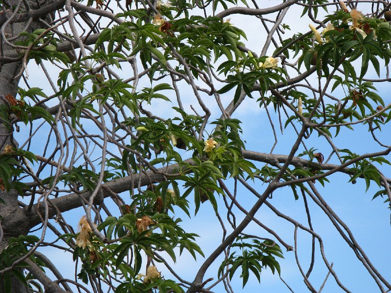 IMG_3240.JPG - Kununurra, boab tree