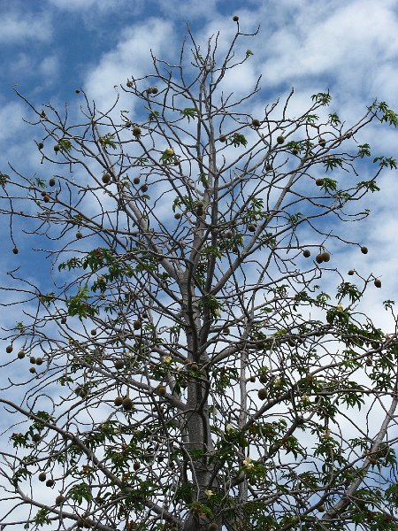 IMG_3241.JPG - Kununurra, boab tree