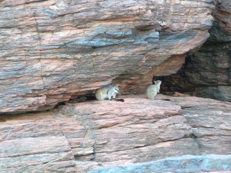 P1050449.JPG - Rock Wallabies