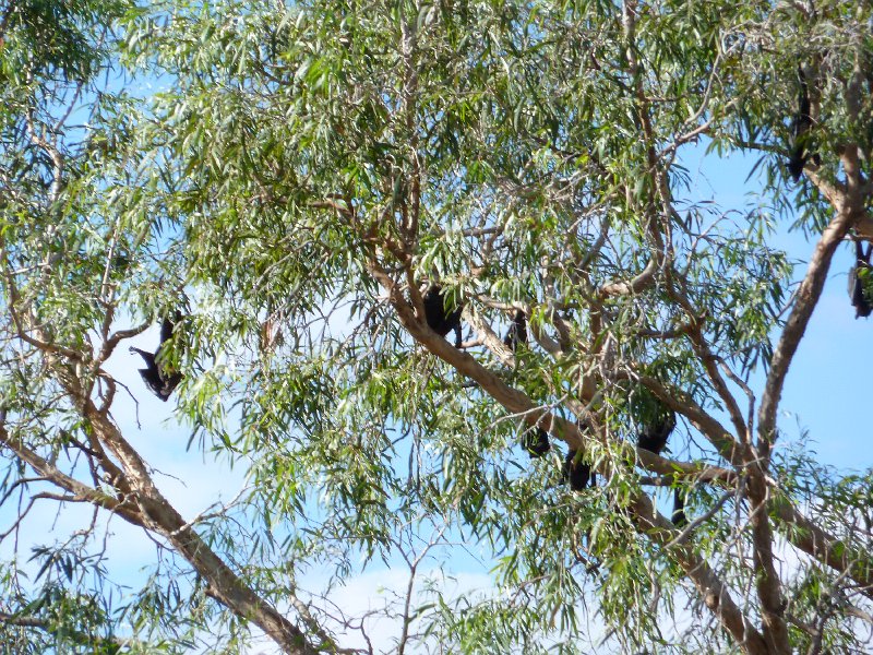 P1050451.JPG - Flying foxes