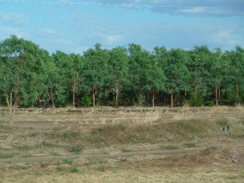 P1050524.JPG - Sandalwood trees and their host trees