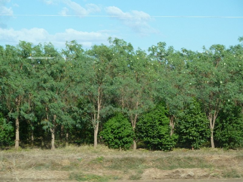 P1050525.JPG - Sandalwood trees and their host trees