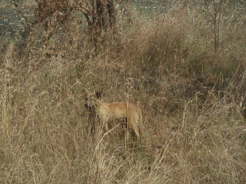 P1040663.JPG - Dingo near road to Mitchell Plateau