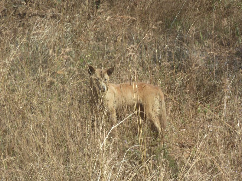 P1040664.JPG - Dingo near road to Mitchell Plateau