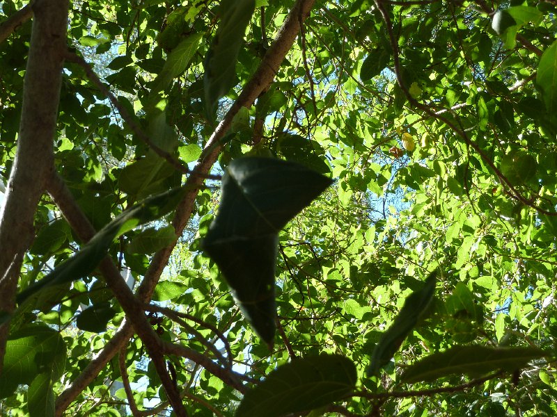 P1040534.JPG - Mornington Wildlife Sanctuary