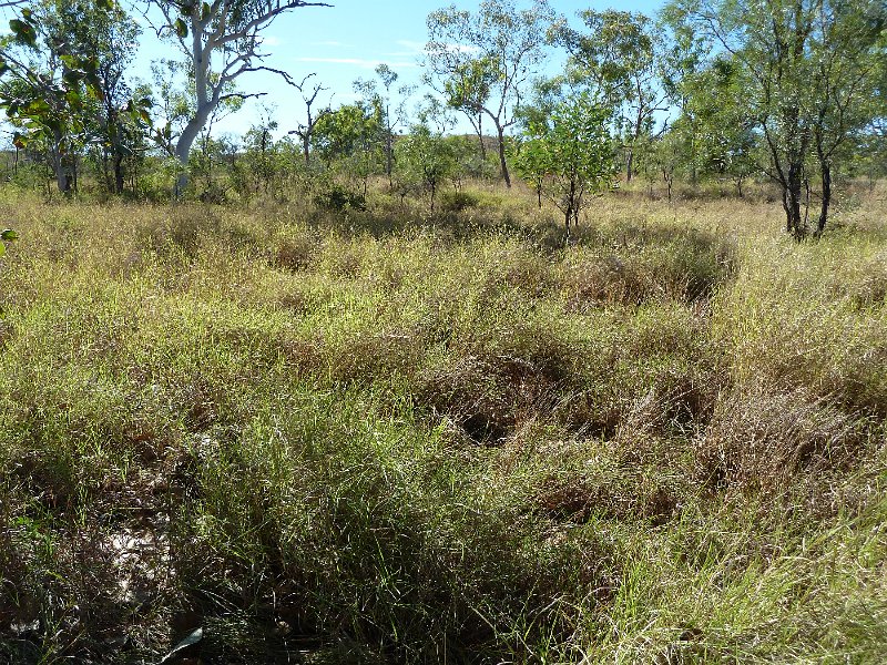 P1040545.JPG - Mornington Wildlife Sanctuary