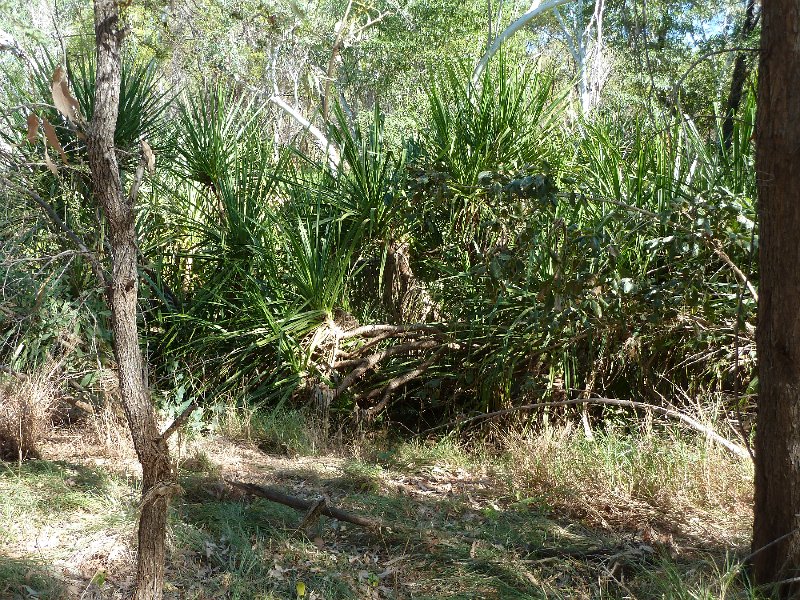 P1040547.JPG - Mornington Wildlife Sanctuary