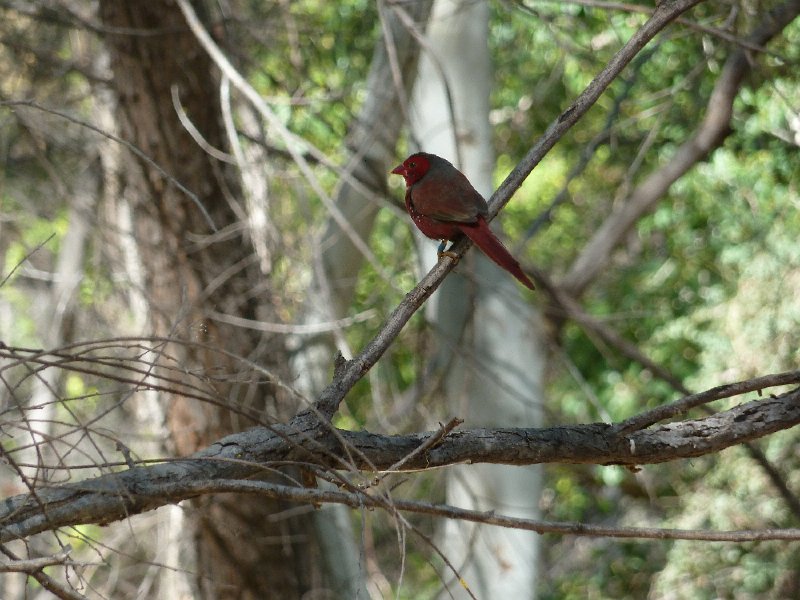 P1040553.JPG - Mornington Wildlife Sanctuary