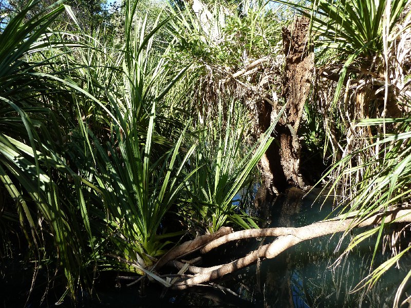 P1040560.JPG - Mornington Wildlife Sanctuary