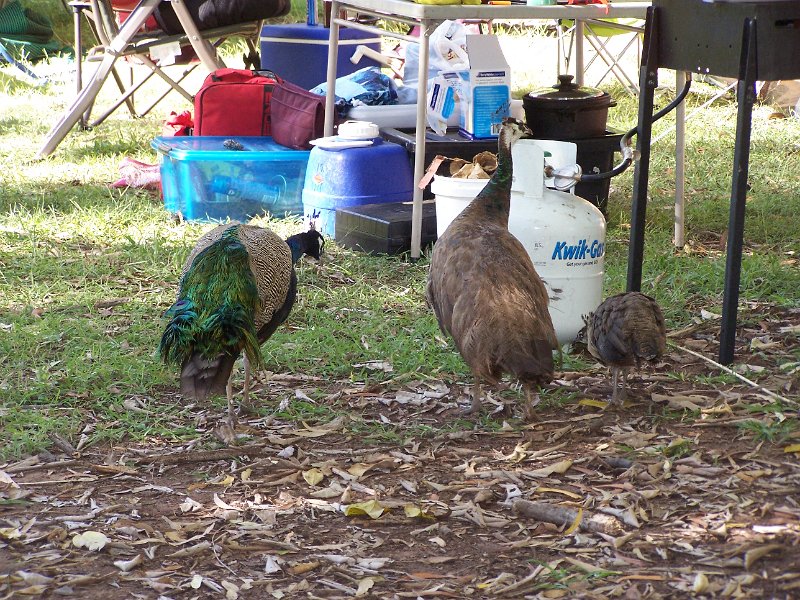 100_1113.JPG - Territory Manor Caravan Park