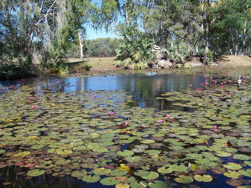 100_1152.JPG - Barramundi Pond, Territory Manor Caravan Park