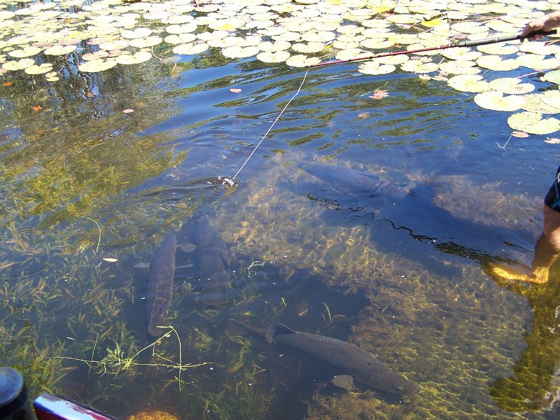 100_1272.JPG - Barramundi, Territory Manor Caravan Park