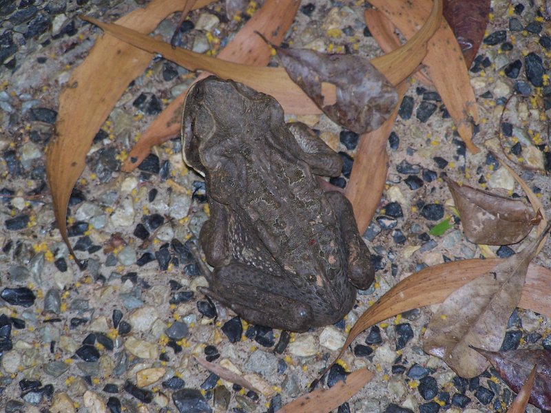 100_1635.JPG - Berry Springs: Cane toad