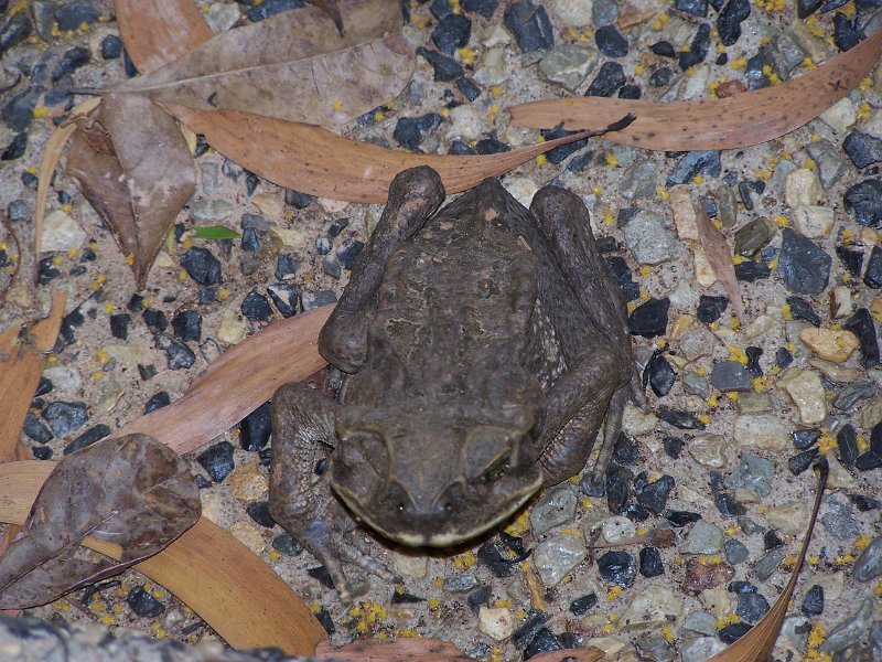 100_1637.JPG - Berry Springs: Cane toad