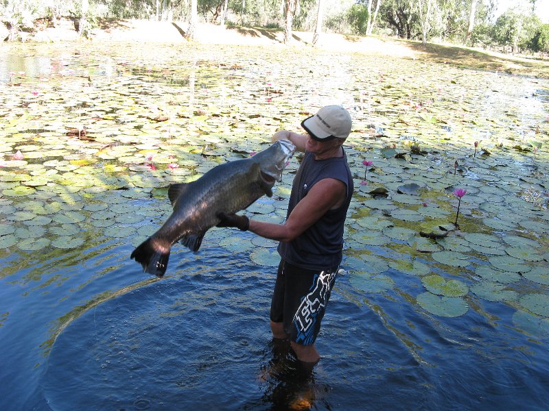 IMG_1650.JPG - Barramundi, Territory Manor Caravan Park