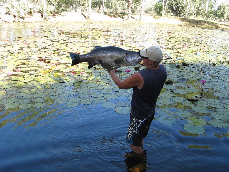 IMG_1651.JPG - Barramundi, Territory Manor Caravan Park