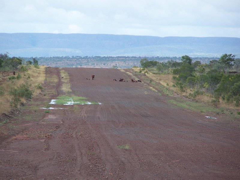 100_1913.JPG - El Questro airstrip. Note cattle.