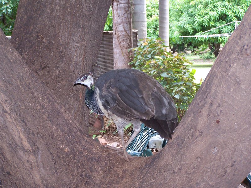 100_2020.JPG - Kununurra