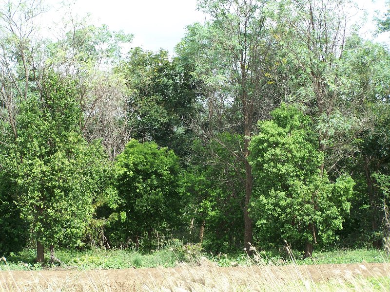 100_2022.JPG - Kununurra: sandalwood trees