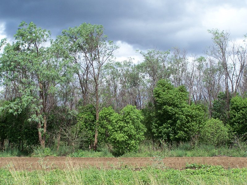 100_2024.JPG - Kununurra: sandalwood trees