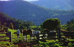 Numinbah Valley Adventure Trail Rides