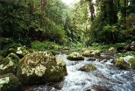 Brindle Creek in Border Ranges National Park