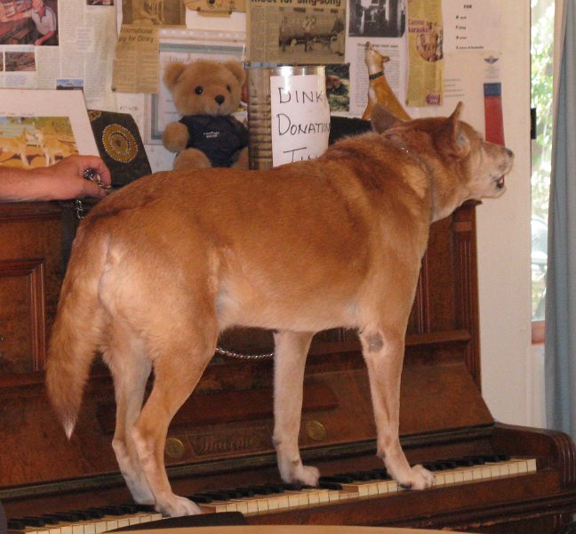 dinky2.jpg - Dinky, the singing dingo