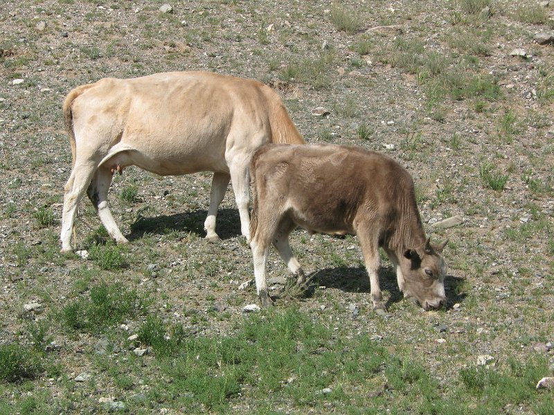 img_3365.jpg - Bogd Uul Nature Reserve