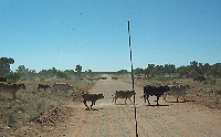 Cattle crossing the road