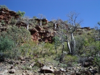 Boab trees on hillside in Keep River NP