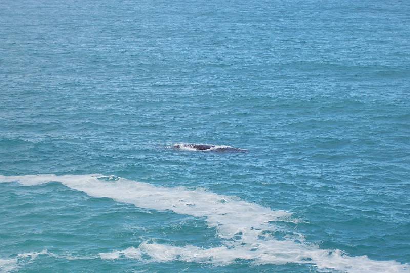 100_1500.jpg - Head of Bight - whales