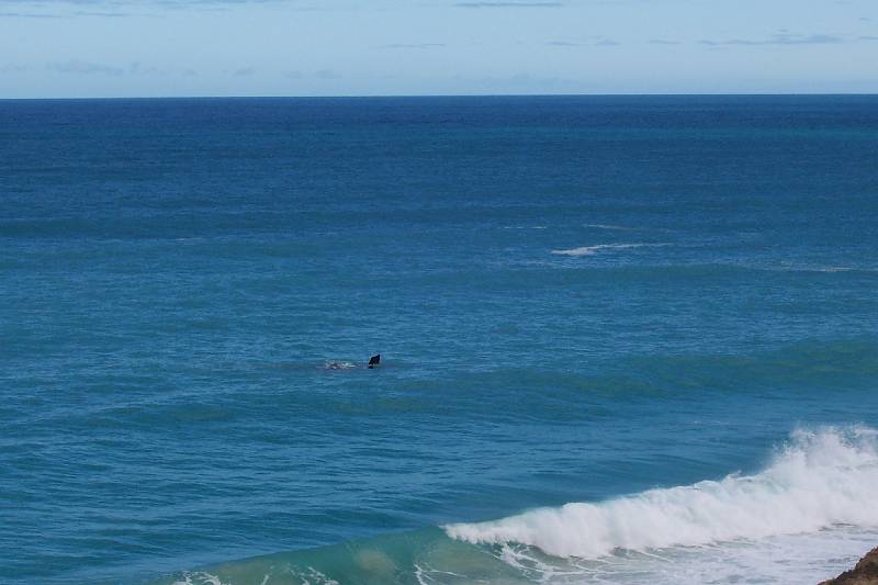 100_1505.jpg - Head of Bight - whales