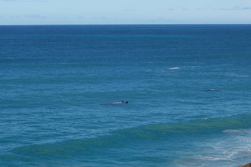 100_1506.jpg - Head of Bight - whales