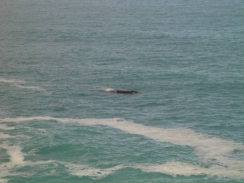 imgp4960.jpg - Head of Bight - whales