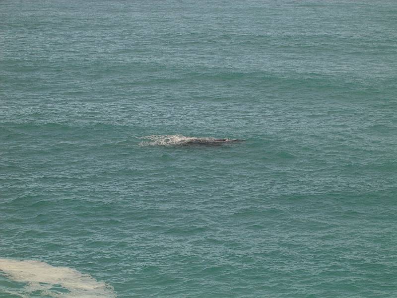 imgp4965.jpg - Head of Bight - whales