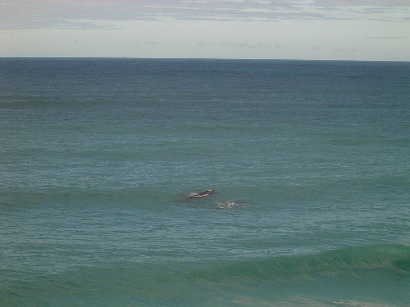 imgp4975.jpg - Head of Bight - whales