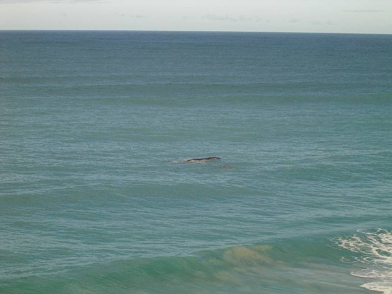 imgp4977.jpg - Head of Bight - whales