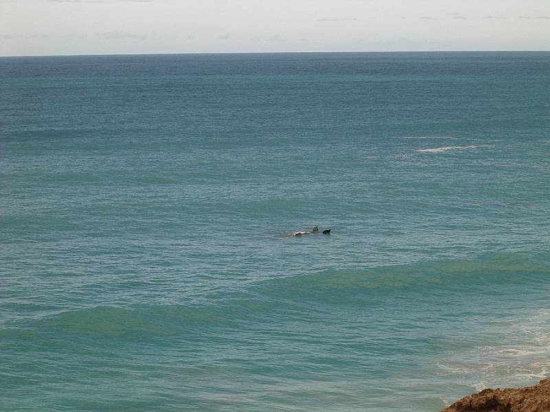 imgp4983.jpg - Head of Bight - whales