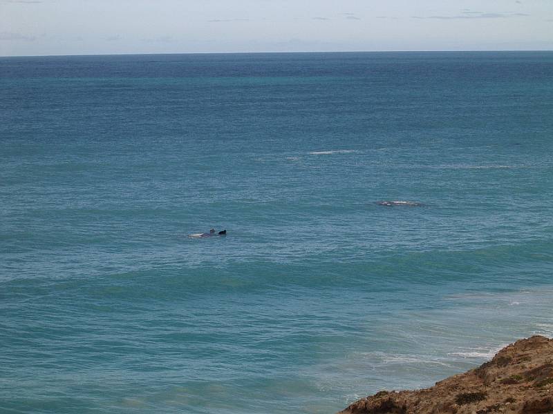 imgp4984.jpg - Head of Bight - whales