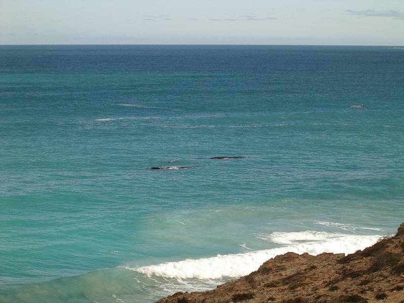 imgp4988.jpg - Head of Bight - whales