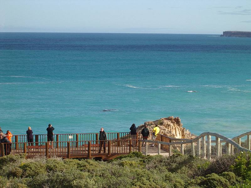 imgp4998.jpg - Head of Bight - whale viewing