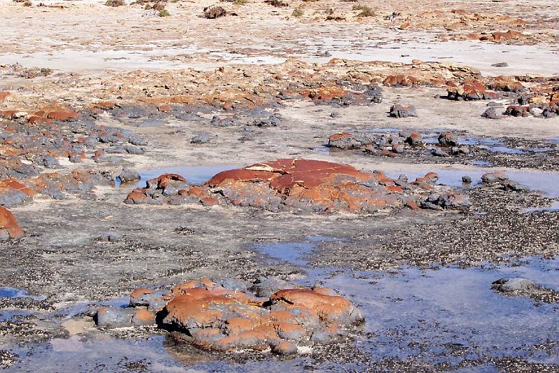 100_1248.jpg - Stromatolites, Hamelin Pool