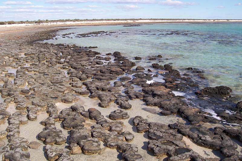 100_1253.jpg - Stromatolites, Hamelin Pool