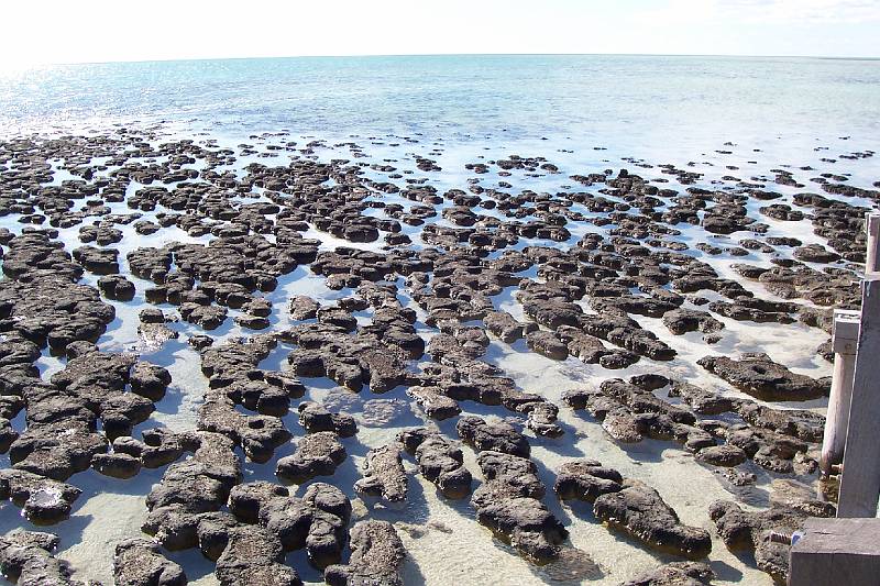 100_1255.jpg - Stromatolites, Hamelin Pool