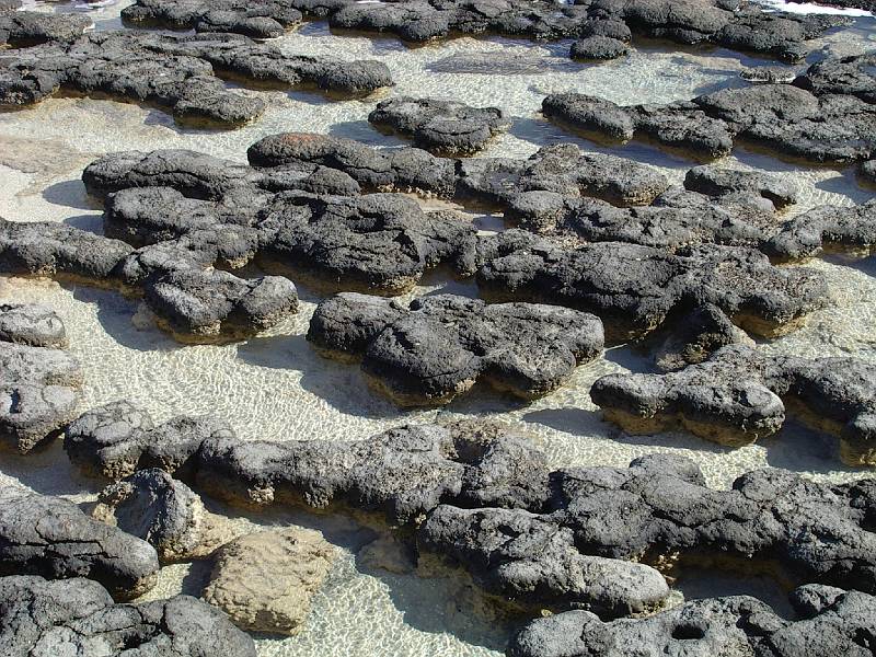 imgp4210.jpg - Stromatolites, Hamelin Pool